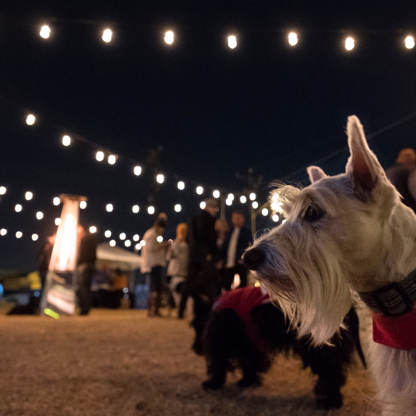 Enbrighten Classic LED Cafe String Lights, Black, 12 Foot Length, 6 Impact Resistant Lifetime Bulbs, Premium, Shatterproof, Weatherproof, Indoor/Outdoor, Commercial Grade, UL Listed, 31660